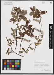 Foto von Salix appendiculata Vill.